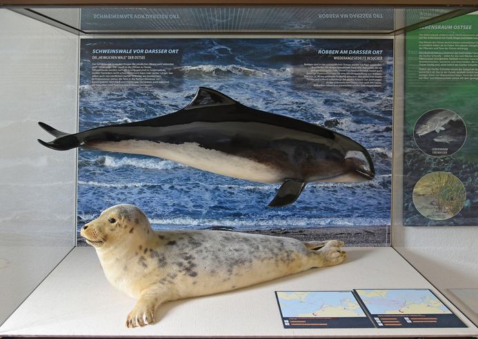 Meeressäugervitrine mit Schweinswal und Robbe (Foto: Rolf Reinicke)